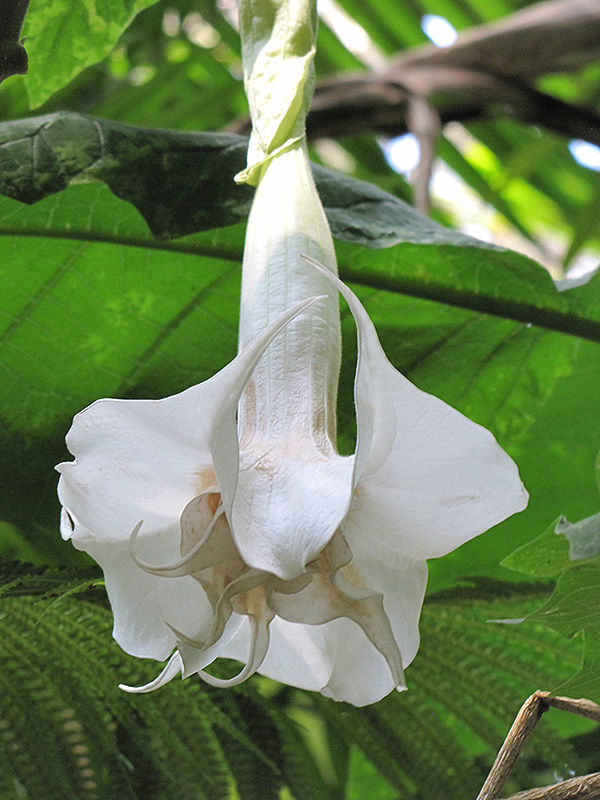 Double White Angel's Trumpet (Brugmansia x candida 'Double White') at Ritchie Feed & Seed Inc.