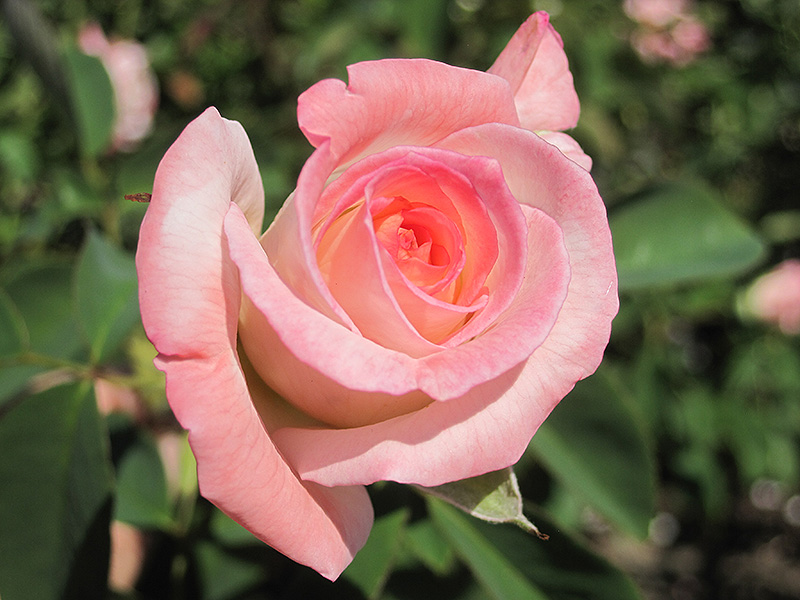 Secret Rose (Rosa 'Secret') at Ritchie Feed & Seed Inc.