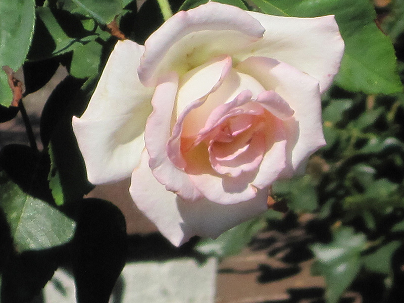 Pink Promise Rose (Rosa 'Pink Promise') at Ritchie Feed & Seed Inc.