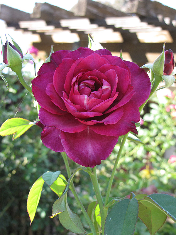 Intrigue Rose (Rosa 'Intrigue') at Ritchie Feed & Seed Inc.