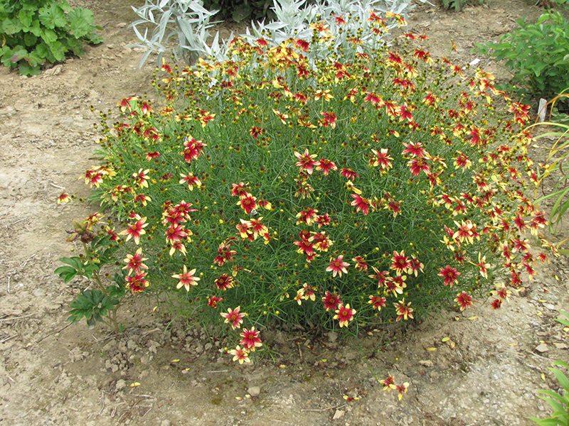 Route 66 Tickseed (Coreopsis verticillata 'Route 66') at Ritchie Feed & Seed Inc.