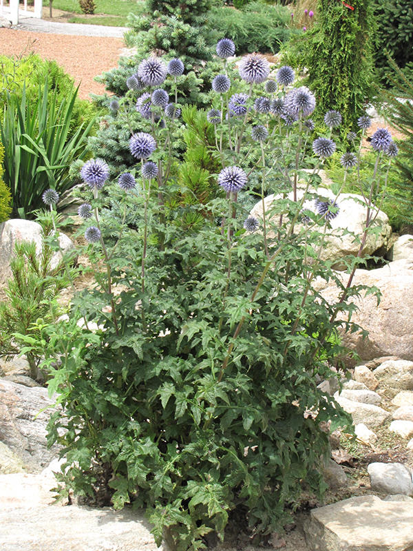 Veitch's Blue Globe Thistle (Echinops ritro 'Veitch's Blue') at Ritchie Feed & Seed Inc.