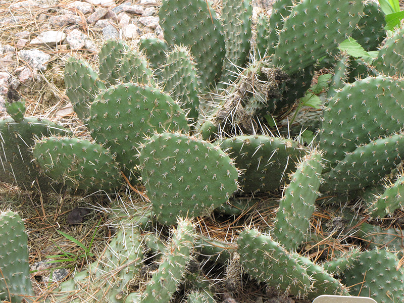 Prickly Pear Cactus (Opuntia polyacantha) at Ritchie Feed & Seed Inc.