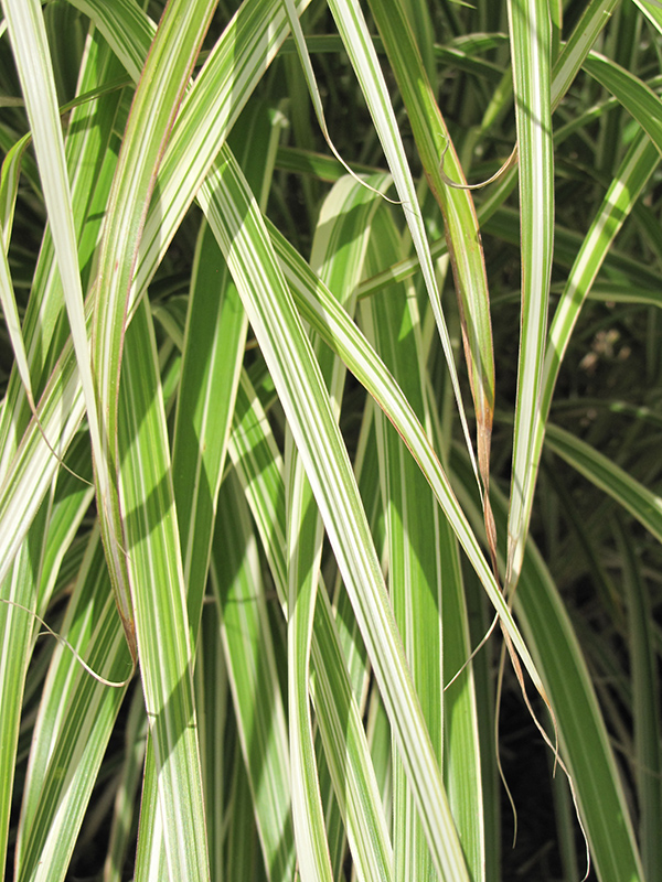 Morning Light Maiden Grass (Miscanthus sinensis 'Morning Light') at Ritchie Feed & Seed Inc.