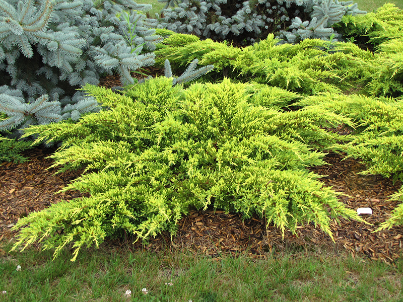 Daub's Frosted Juniper (Juniperus x media 'Daub's Frosted') at Ritchie Feed & Seed Inc.