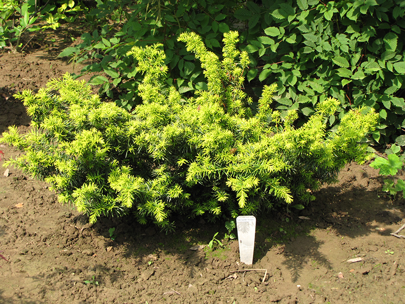 Golden Japanese Yew (Taxus cuspidata 'Aurescens') at Ritchie Feed & Seed Inc.