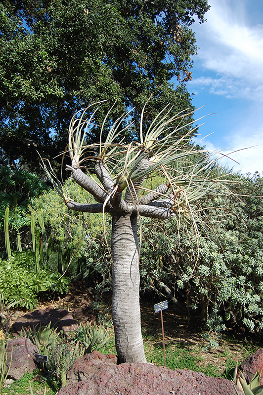 Arabian Dragon Tree (Dracaena serrulata) at Ritchie Feed & Seed Inc.