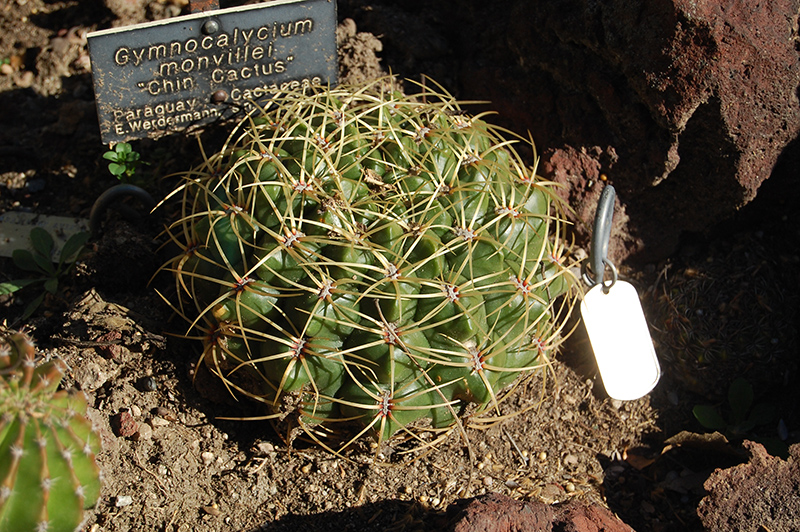 Chin Cactus (Gymnocalycium mihanovichii) at Ritchie Feed & Seed Inc.