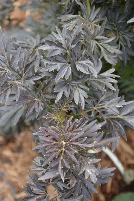 Laced Up Elder (Sambucus nigra 'SNR1292') at Ritchie Feed & Seed Inc.