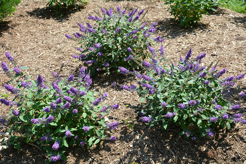 Lo & Behold Blue Chip Jr. Butterfly Bush (Buddleia 'Blue Chip Jr.') at Ritchie Feed & Seed Inc.