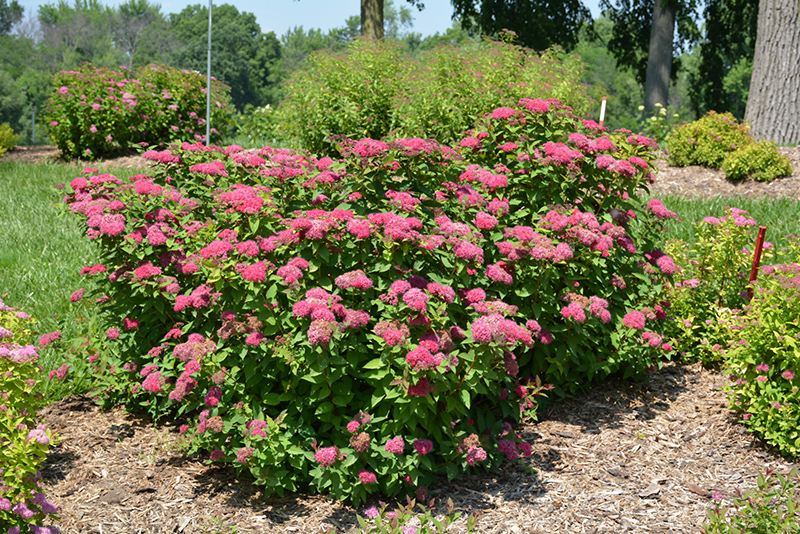 Double Play Red Spirea (Spiraea japonica 'SMNSJMFR') at Ritchie Feed & Seed Inc.