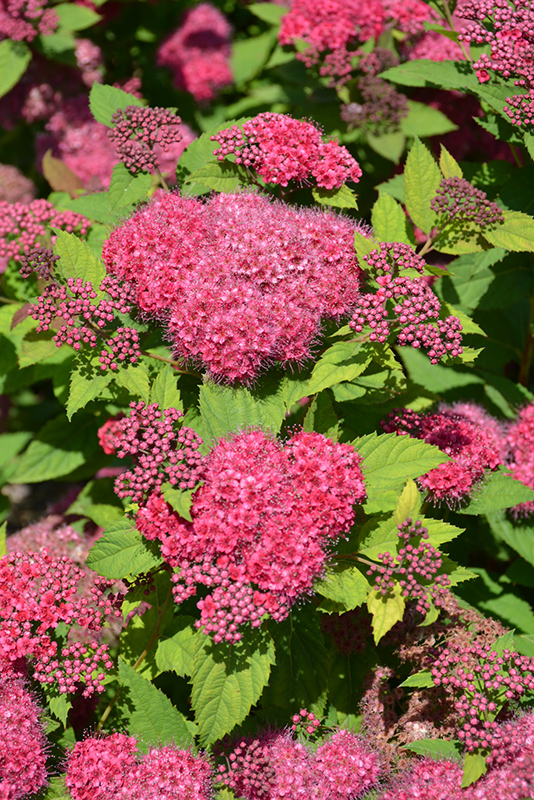 Double Play Red Spirea (Spiraea japonica 'SMNSJMFR') at Ritchie Feed & Seed Inc.