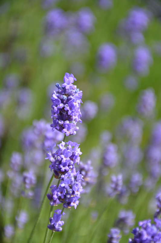Hidcote Blue Lavender (Lavandula angustifolia 'Hidcote Blue') at Ritchie Feed & Seed Inc.