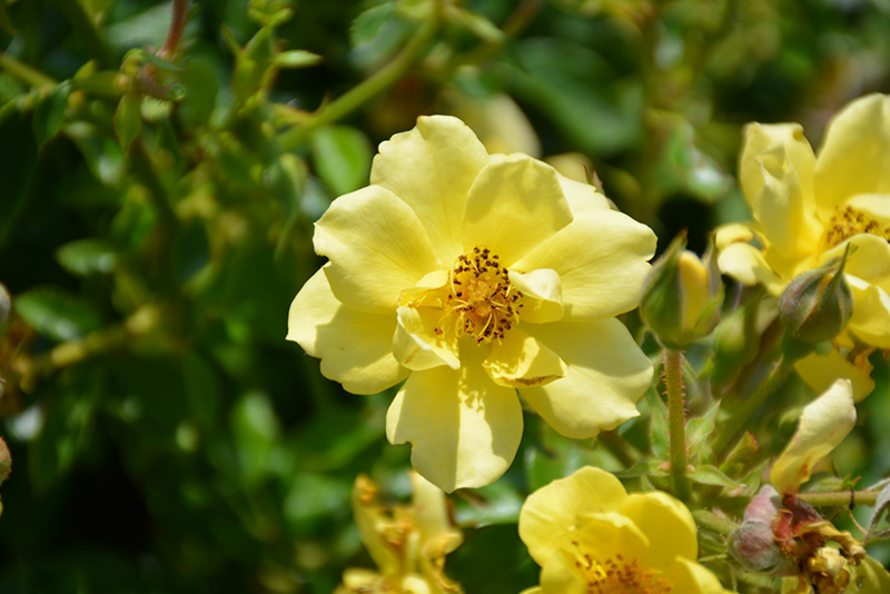 Oso Easy Lemon Zest Rose (Rosa 'Chewhocan') at Ritchie Feed & Seed Inc.