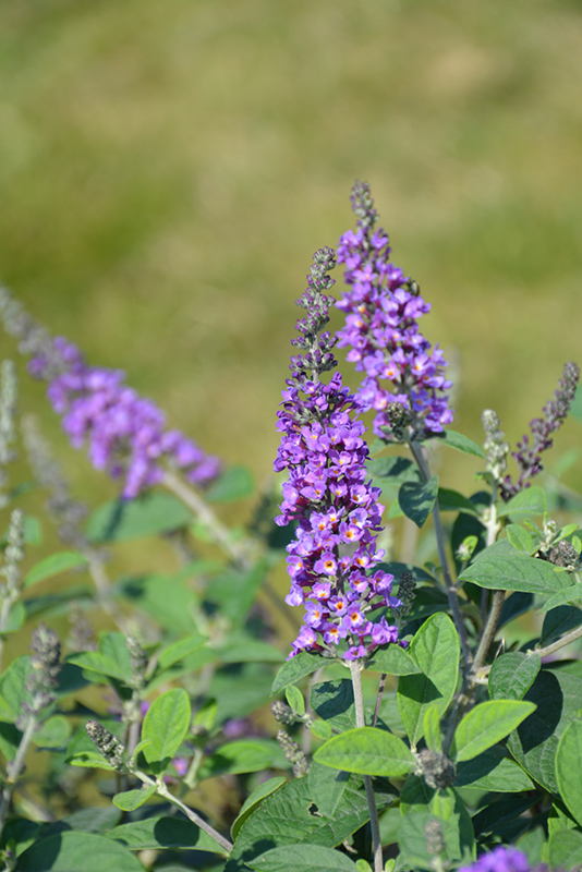 Lo & Behold Blue Chip Jr. Butterfly Bush (Buddleia 'Blue Chip Jr.') at Ritchie Feed & Seed Inc.