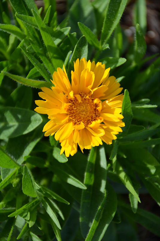 Rising SunTickseed (Coreopsis 'Rising Sun') at Ritchie Feed & Seed Inc.