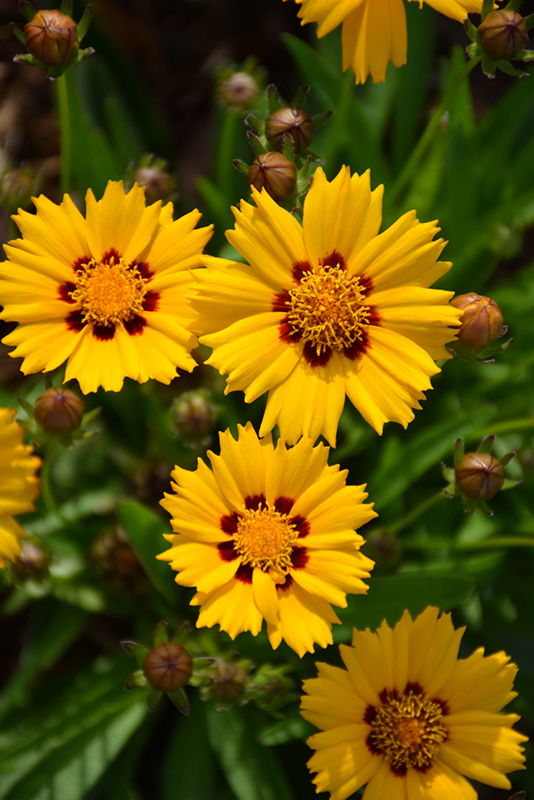 Sunfire Tickseed (Coreopsis grandiflora 'Sunfire') at Ritchie Feed & Seed Inc.