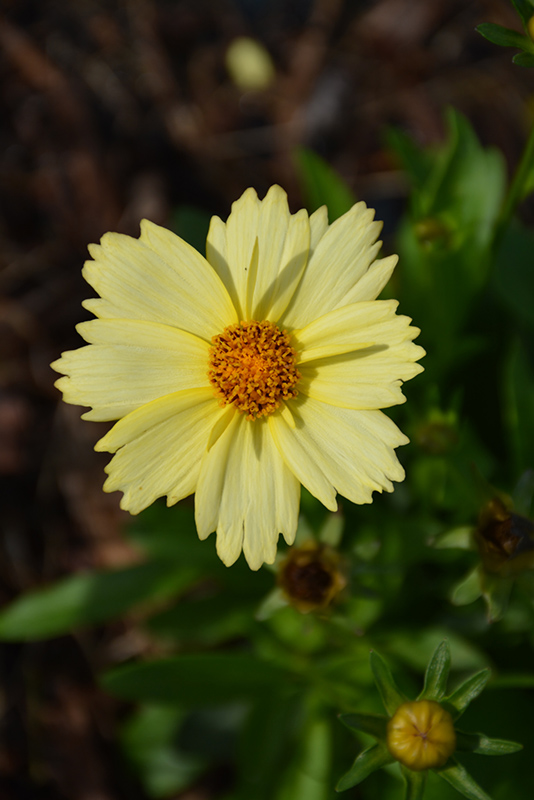 Solanna Glow Tickseed (Coreopsis grandiflora 'Solanna Glow') at Ritchie Feed & Seed Inc.