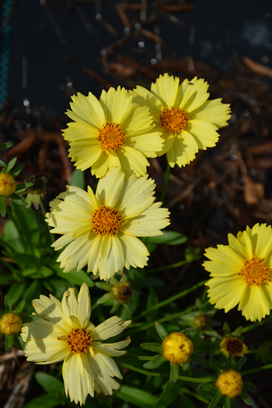 Solanna Glow Tickseed (Coreopsis grandiflora 'Solanna Glow') at Ritchie Feed & Seed Inc.
