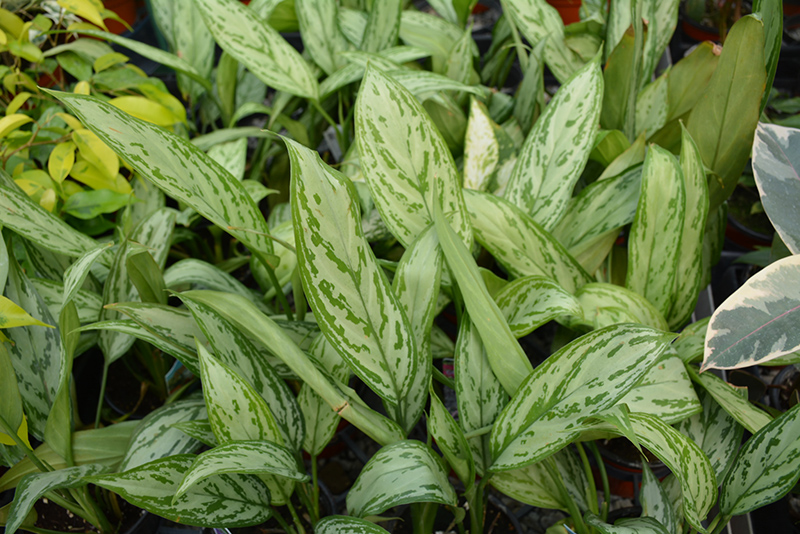 Silver King Chinese Evergreen (Aglaonema 'Silver King') at Ritchie Feed & Seed Inc.