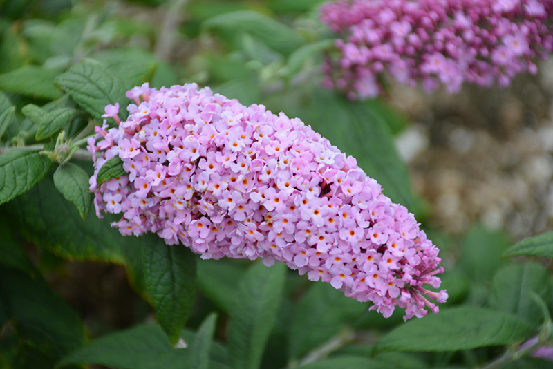 Pugster Pink Butterfly Bush (Buddleia 'SMNBDPT') at Ritchie Feed & Seed Inc.