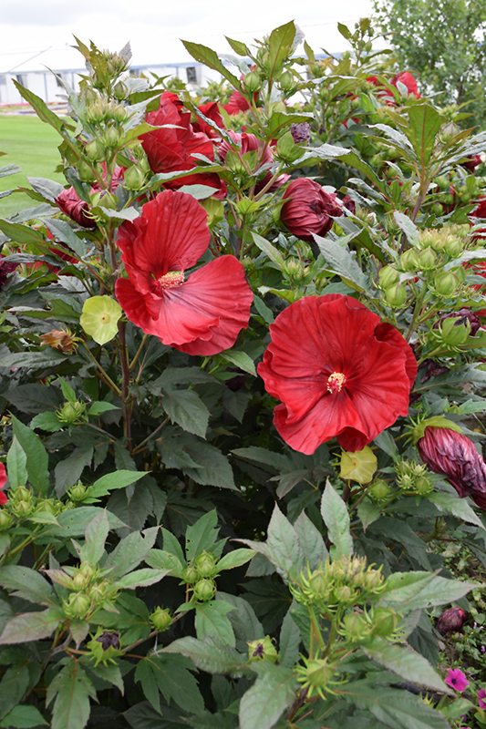 Summerific Cranberry Crush Hibiscus (Hibiscus 'Cranberry Crush') at Ritchie Feed & Seed Inc.