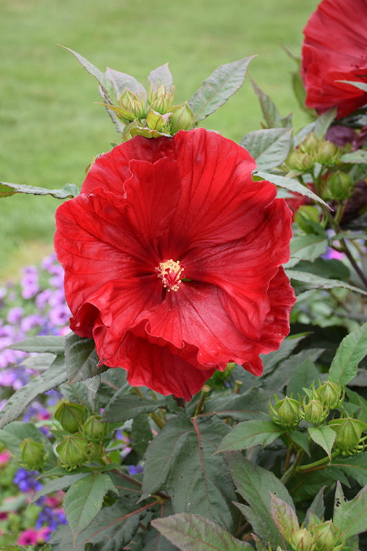 Summerific Cranberry Crush Hibiscus (Hibiscus 'Cranberry Crush') at Ritchie Feed & Seed Inc.