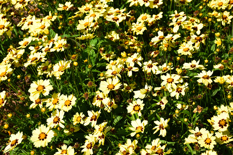 UpTick Cream and Red Tickseed (Coreopsis 'Balupteamed') at Ritchie Feed & Seed Inc.