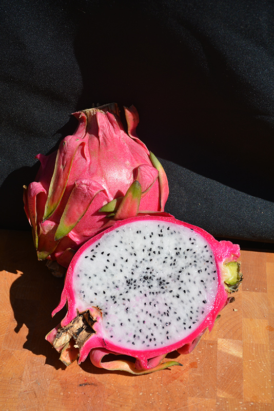 Dragon Fruit (Hylocereus undatus) at Ritchie Feed & Seed Inc.