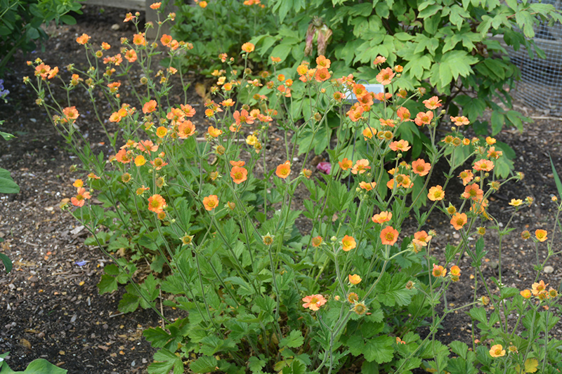 Totally Tangerine Avens (Geum 'Tim's Tangerine') at Ritchie Feed & Seed Inc.