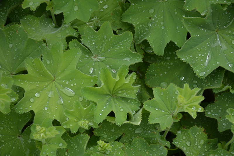 Lady's Mantle (Alchemilla mollis) at Ritchie Feed & Seed Inc.