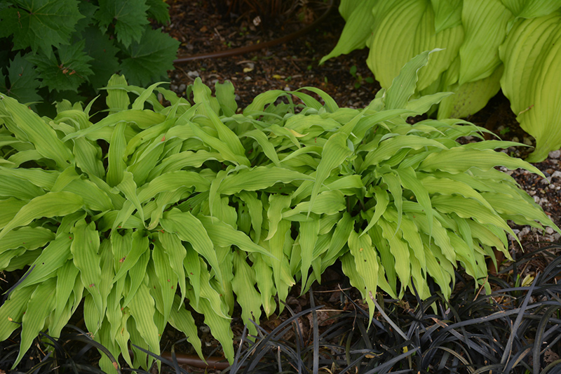 Curly Fries Hosta (Hosta 'Curly Fries') at Ritchie Feed & Seed Inc.