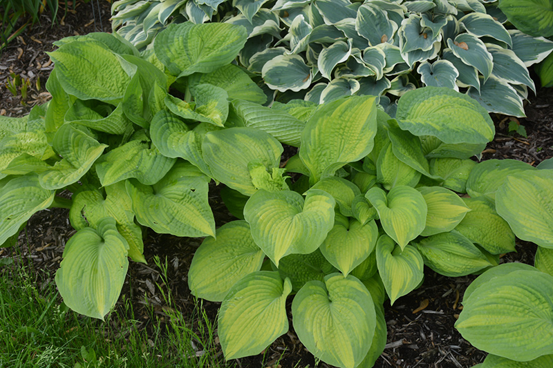 Brother Stefan Hosta (Hosta 'Brother Stefan') at Ritchie Feed & Seed Inc.