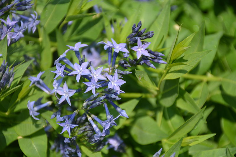 Blue Ice Star Flower (Amsonia tabernaemontana 'Blue Ice') at Ritchie Feed & Seed Inc.