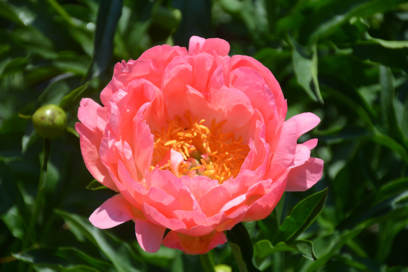 Coral Sunset Peony (Paeonia 'Coral Sunset') at Ritchie Feed & Seed Inc.