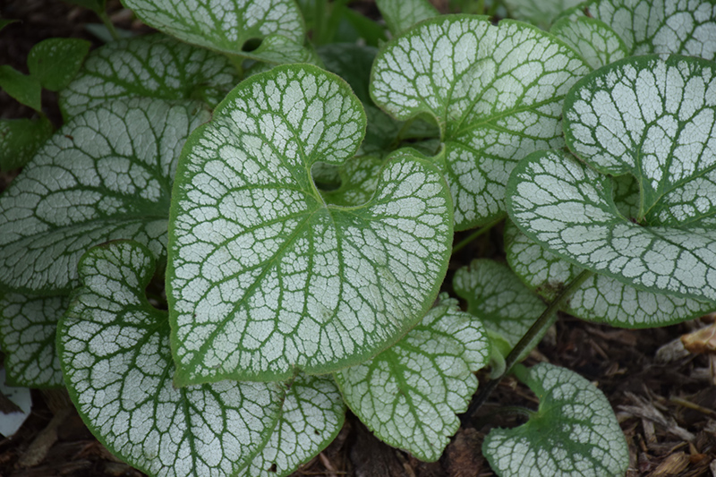 Jack Frost Bugloss (Brunnera macrophylla 'Jack Frost') at Ritchie Feed & Seed Inc.