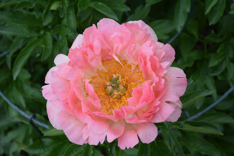 Coral Sunset Peony (Paeonia 'Coral Sunset') at Ritchie Feed & Seed Inc.