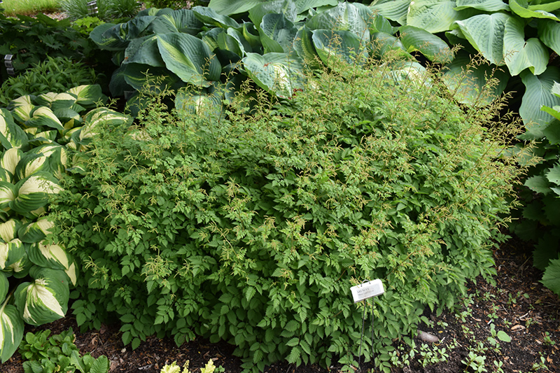 Misty Lace Goatsbeard (Aruncus 'Misty Lace') at Ritchie Feed & Seed Inc.