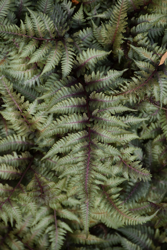 Japanese Painted Fern (Athyrium nipponicum 'Pictum') at Ritchie Feed & Seed Inc.