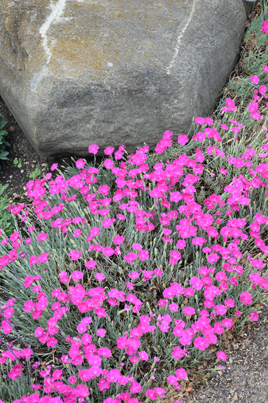 Firewitch Pinks (Dianthus gratianopolitanus 'Firewitch') at Ritchie Feed & Seed Inc.