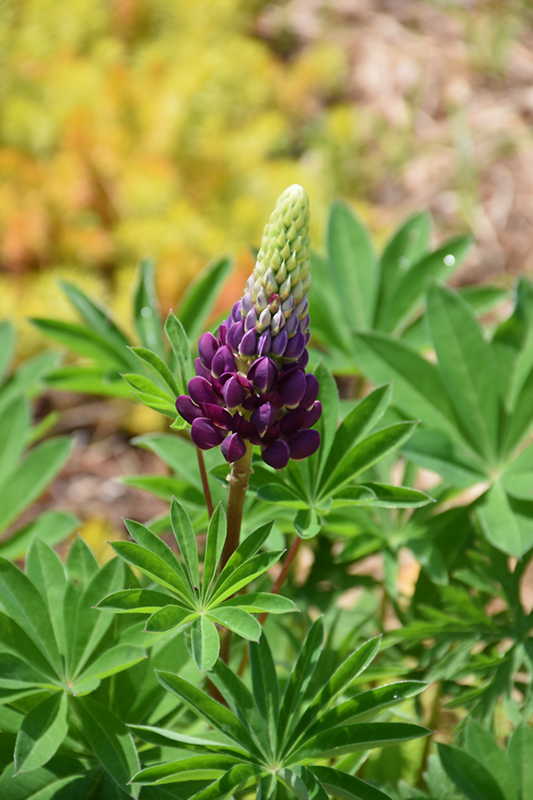 Popsicle Blue Lupine (Lupinus 'Popsicle Blue') at Ritchie Feed & Seed Inc.