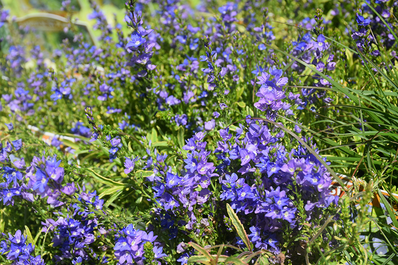 Goldwell Creeping Speedwell (Veronica prostrata 'Goldwell') at Ritchie Feed & Seed Inc.