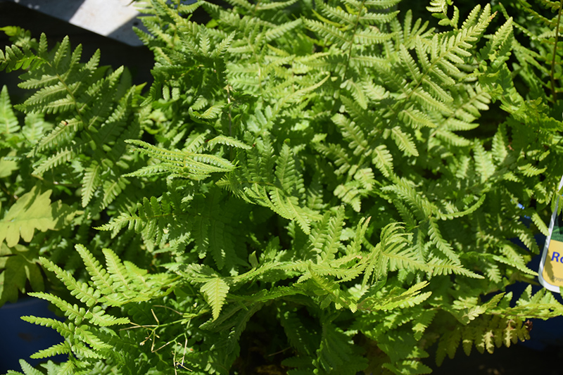 Robust Male Fern (Dryopteris x complexa) at Ritchie Feed & Seed Inc.