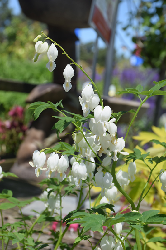 White Bleeding Heart (Dicentra spectabilis 'Alba') at Ritchie Feed & Seed Inc.