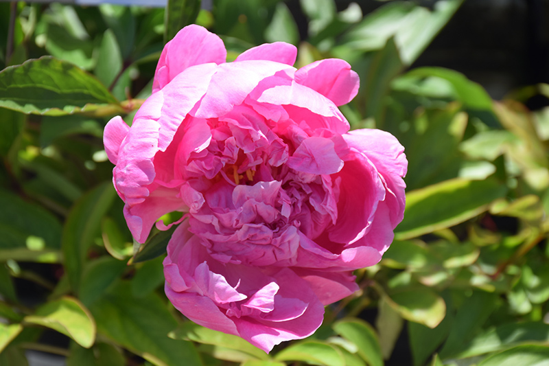 Dr. Alexander Fleming Peony (Paeonia 'Dr. Alexander Fleming') at Ritchie Feed & Seed Inc.