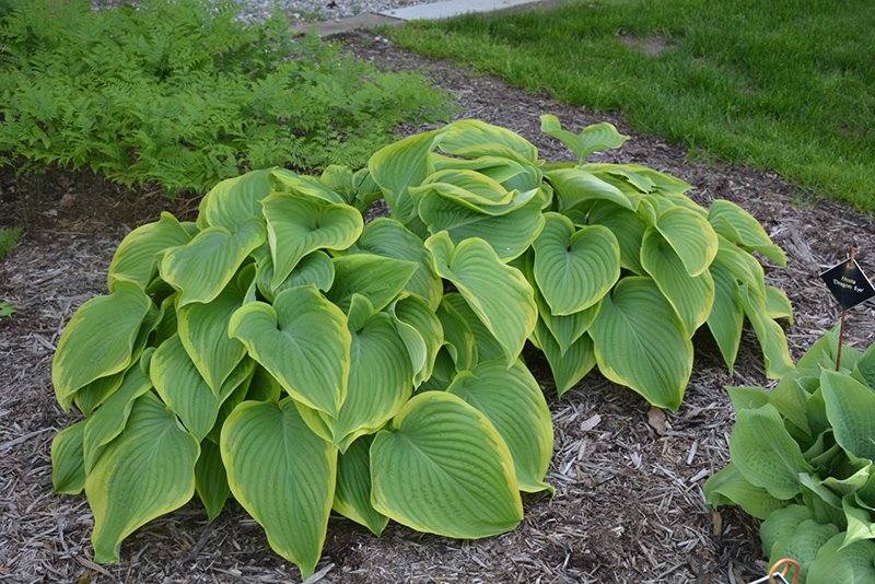 Victory Hosta (Hosta 'Victory') at Ritchie Feed & Seed Inc.