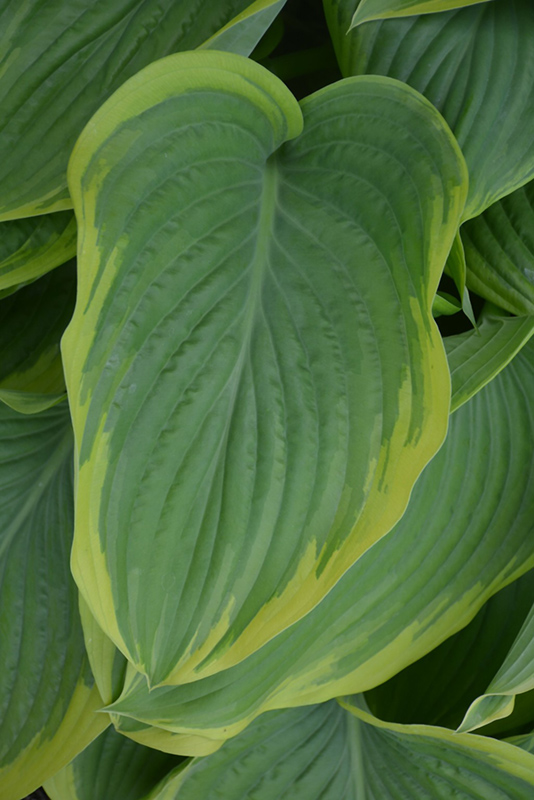 Victory Hosta (Hosta 'Victory') at Ritchie Feed & Seed Inc.