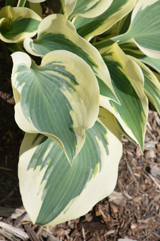 Blue Ivory Hosta (Hosta 'Blue Ivory') at Ritchie Feed & Seed Inc.