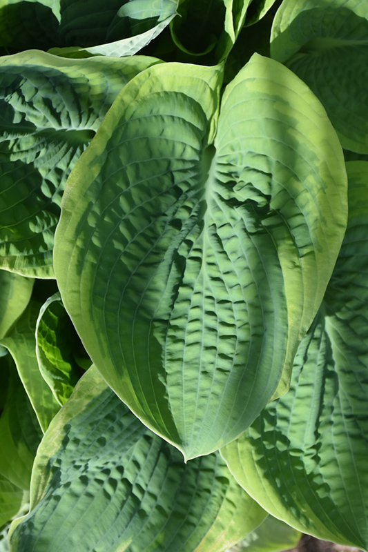 Frances Williams Hosta (Hosta 'Frances Williams') at Ritchie Feed & Seed Inc.