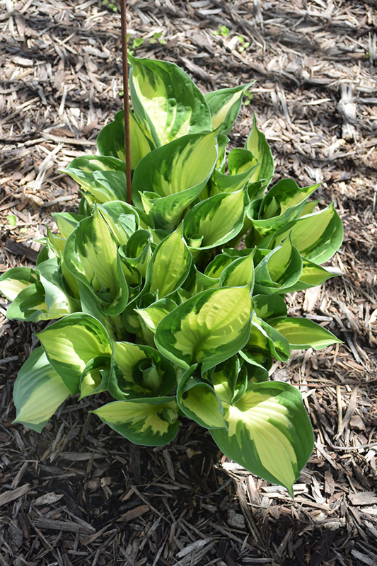 Whirlwind Hosta (Hosta 'Whirlwind') at Ritchie Feed & Seed Inc.